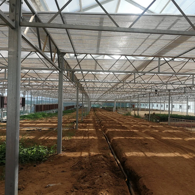 Customized Glass Greenhouse Design with H Section Steel Structure