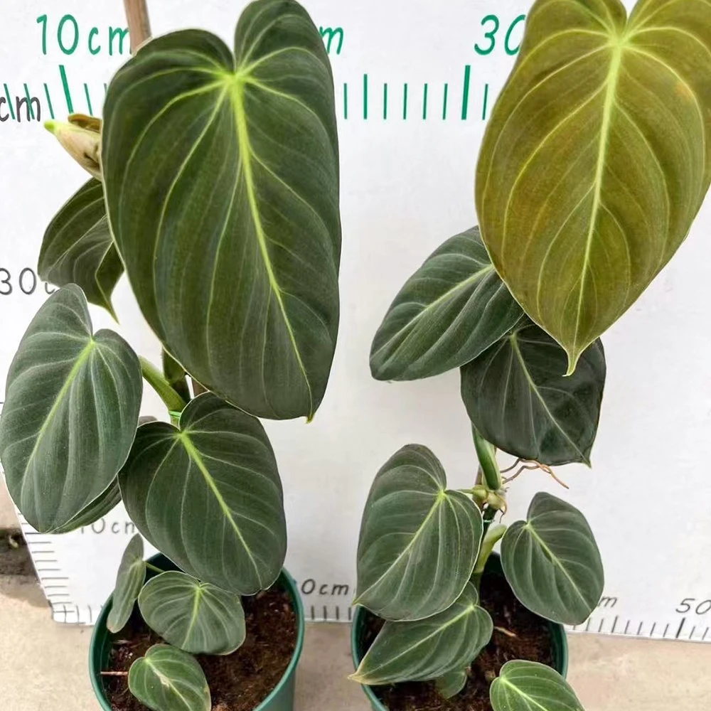 Philodendron Melanochrysum Real Plant Bonsai Home Decor Nursery Wholesale/Supplier