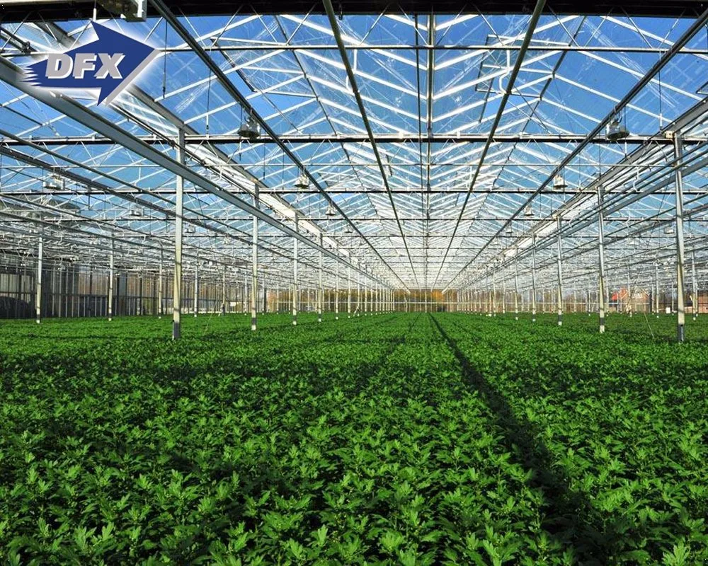 China H Section Customized Steel Structure Greenhouse Design