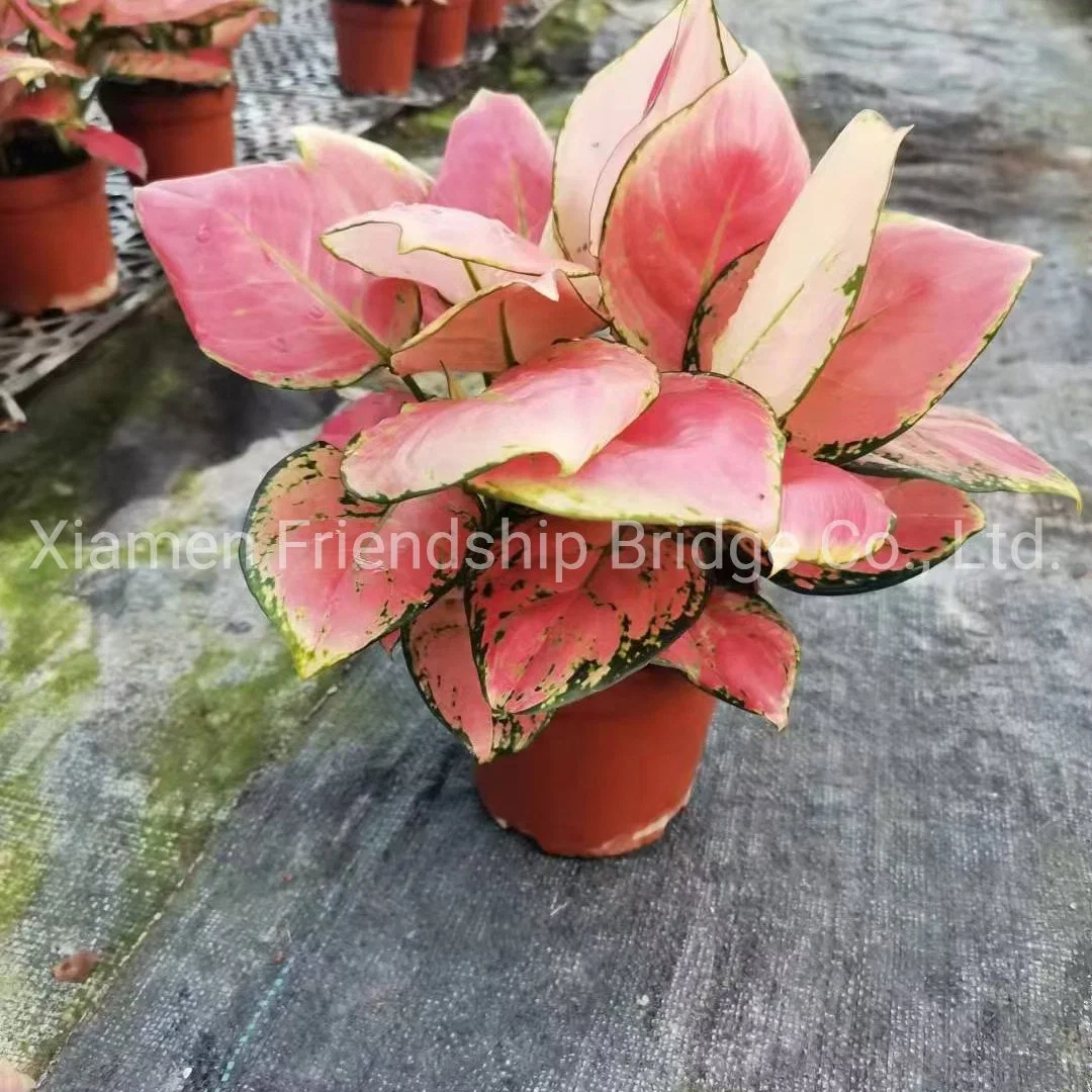 Hotsale Foliage Red Aglaonema Living Plants Ornamental Bonsai Jili Red