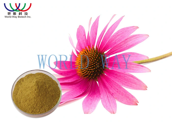 Herb Ingredients in Bulk Echinacea Extract High Purity 4% Chicoric Acid Herb Echinacea Purpurea Extract Powder