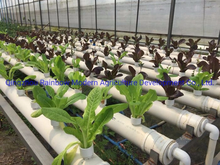 Flower Tomato Babay Leaves Ornamental Veg Babay Green Hydroponic Bed