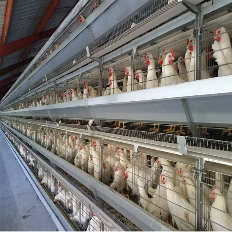 Préfabriqué de haute qualité facilement installé ferme avicole de poulet en acier galvanisé