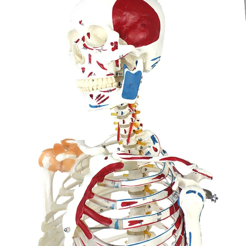 Modelos de ensino médico modelos de ciência esqueleto humano com um lado pintado Músculos do PVC