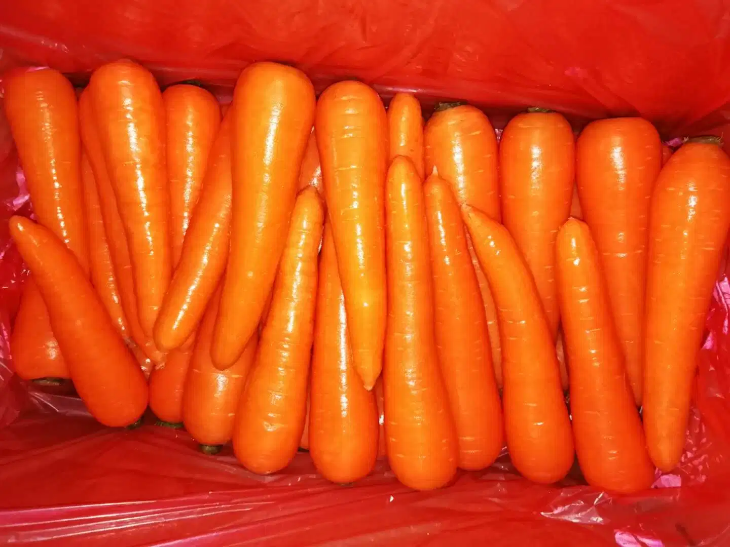 Super Quality Chinese New Crop Carrot and Radish