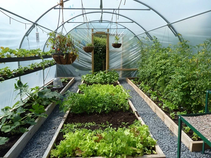 Low Cost Poly Tunnel Green House Landwirtschaftliche Kunststoffplatte Erdbeere Und Blaubeere wachsenden Gewächshaus liefert