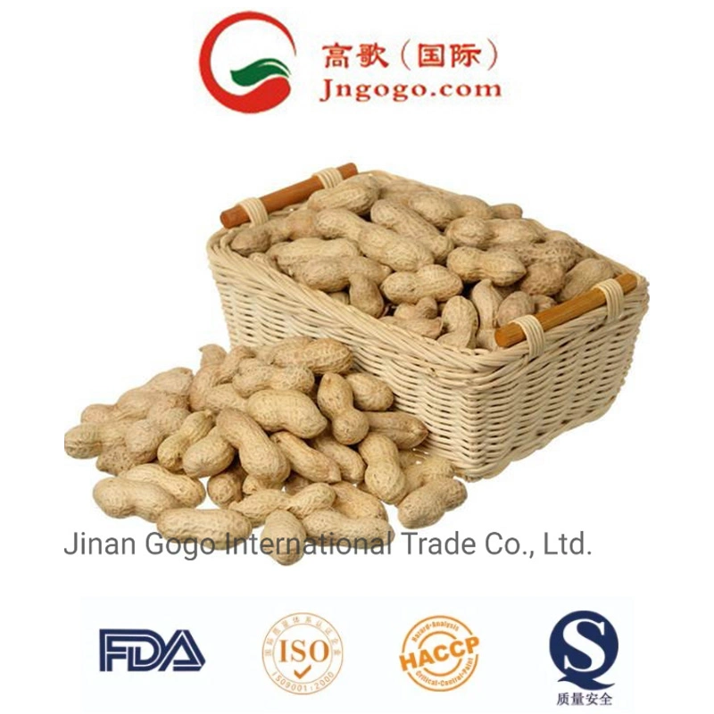 New Crop Luhua Haihua Peanut in Shell (9/11, 11/13)