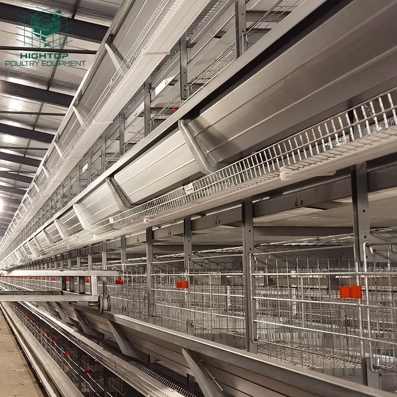 Fully Automatic Feeding System Poultry Cages for Egg Layer Chickens