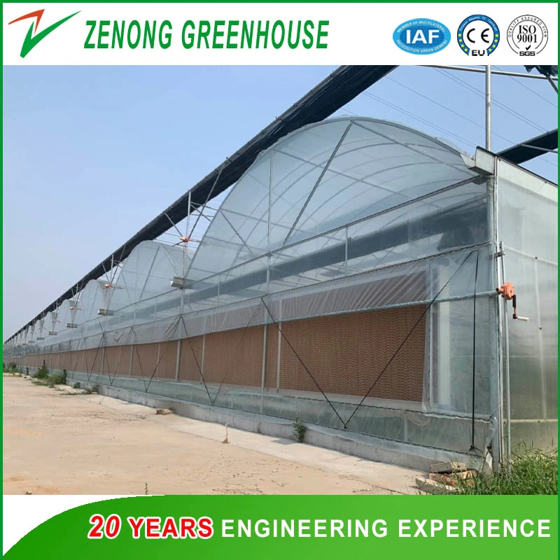 Economical Agriculture Greenhouse/Plastic Film Greenhouse/Medical Crops Greenhouse for Sale