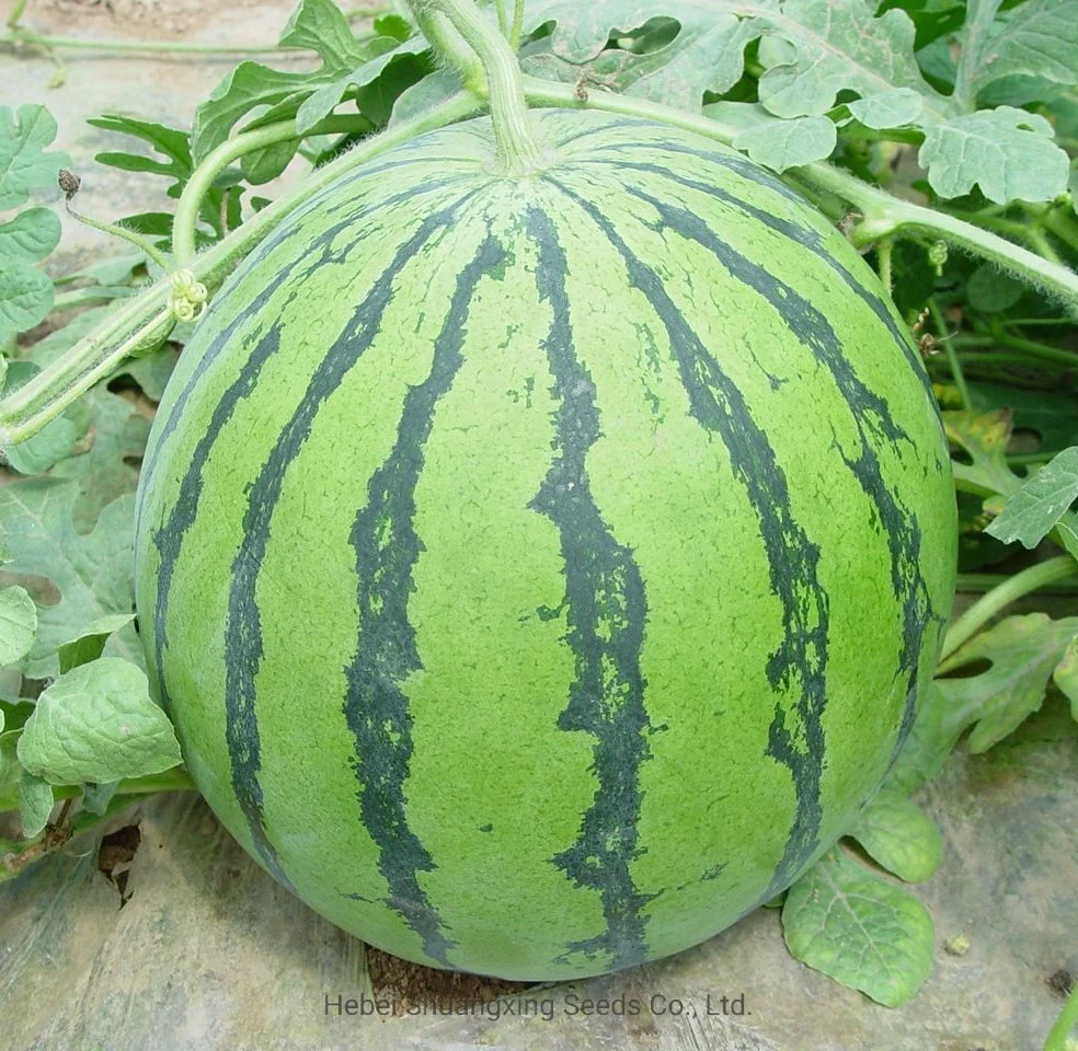Good Fruit Setting Round Hybrid F1 Watermelon Seeds for Planting