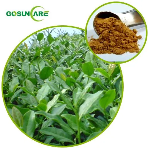 Natural Food Grade Tea Polyphenols UV EGCG Green Tea Extract Herbal Plant