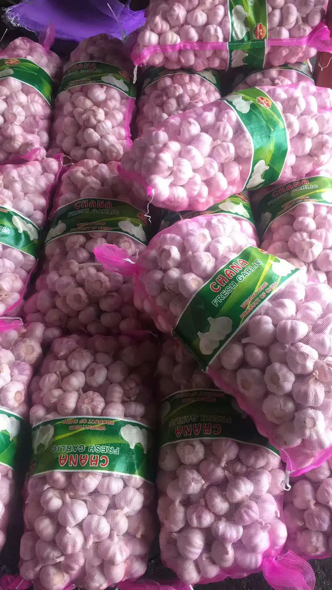 5.0cm 5.5cm 6cm Normal White Fresh Shandong Garlic