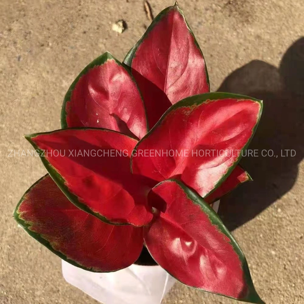 Plantes naturelles réelles Aglaonema rouge Dongfang ornementales.