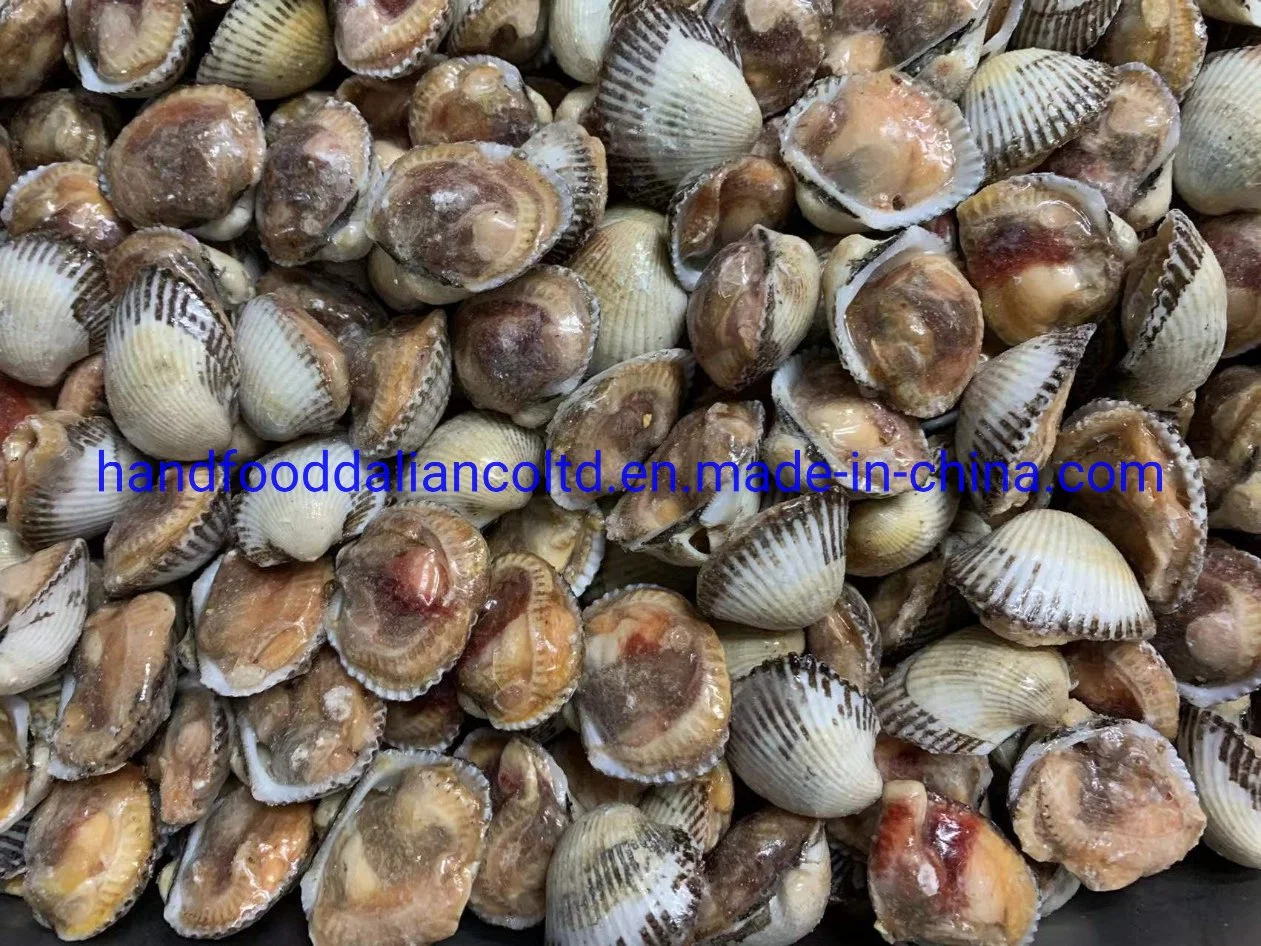 Frozen Cooked Arkshell Clam 1/2 Shell