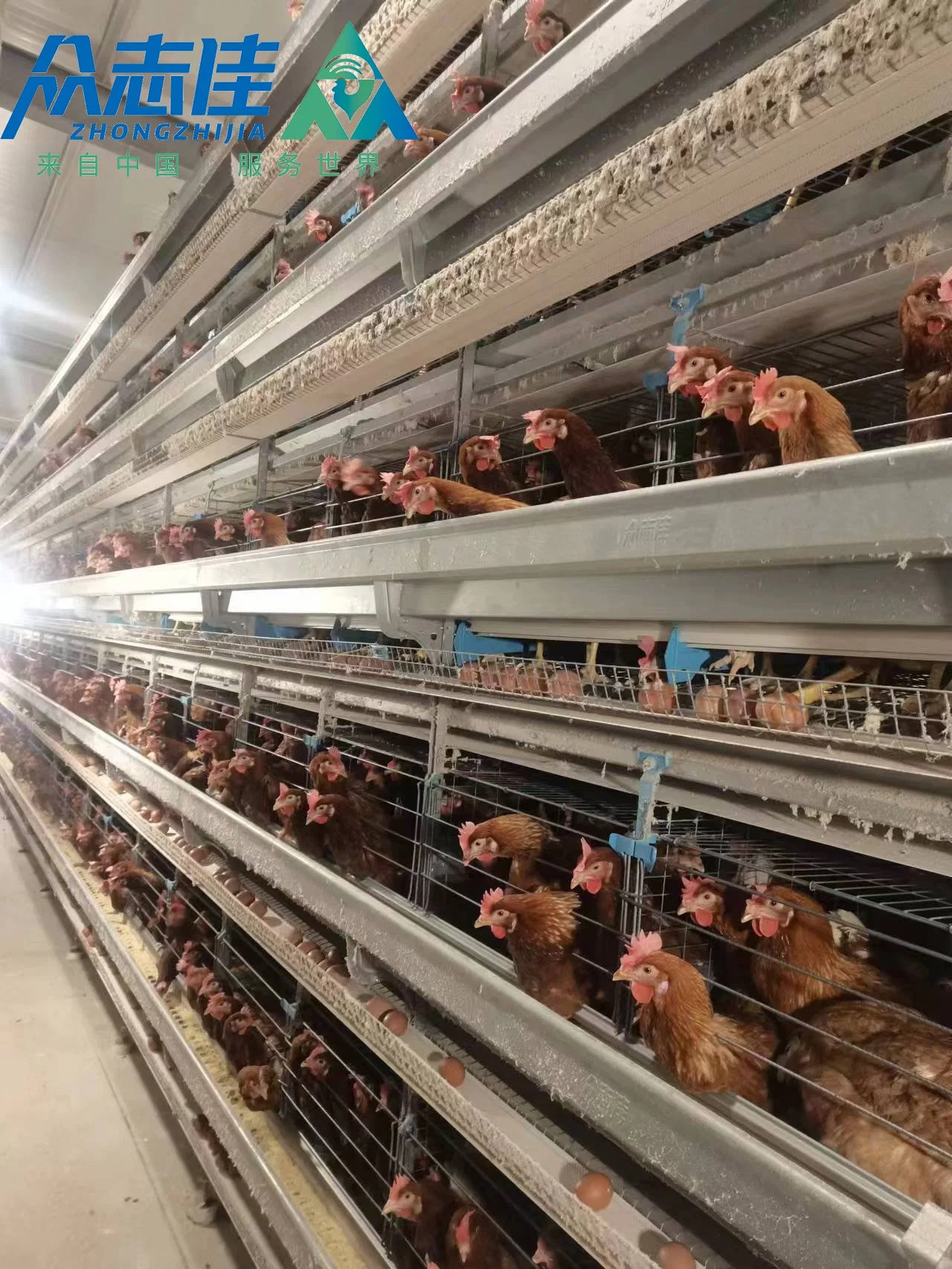 Geflügel Farm Equipment H Rahmenlayings Automatische Hühnerkäfig mit Heißes, Galvanisiertes Metall