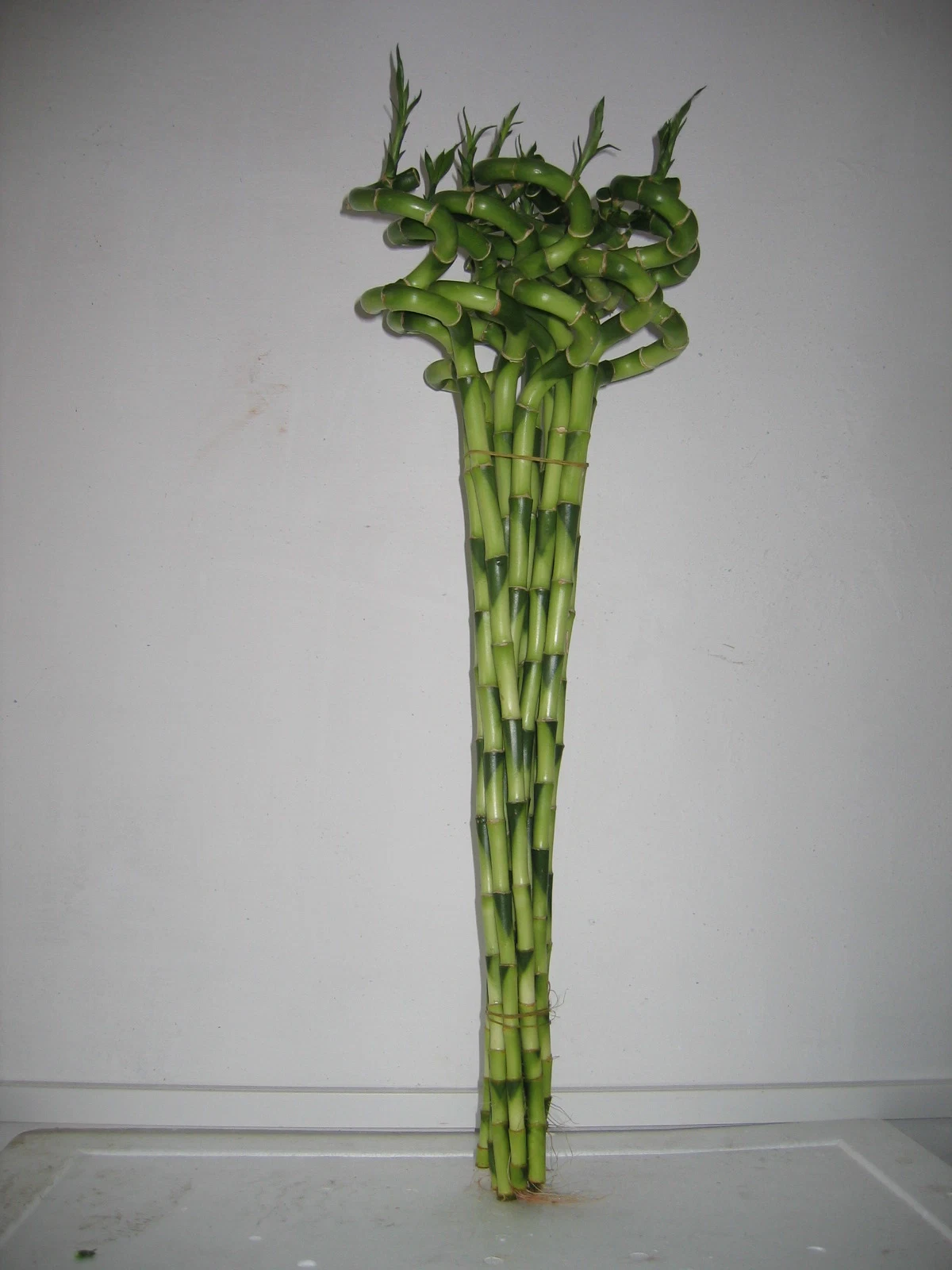 Dracaena Sanderiana Flower, Bonsai & Decorative Plant Spiral Lucky Bamboo