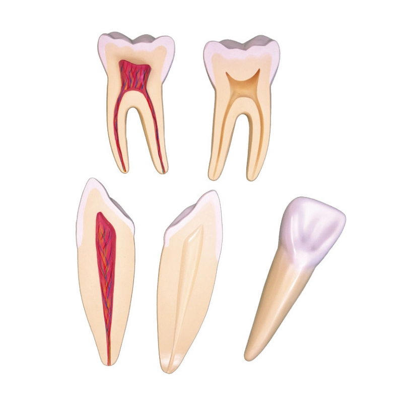 نموذج التشريح نموذج التوسع الطبي للأسنان البشرية