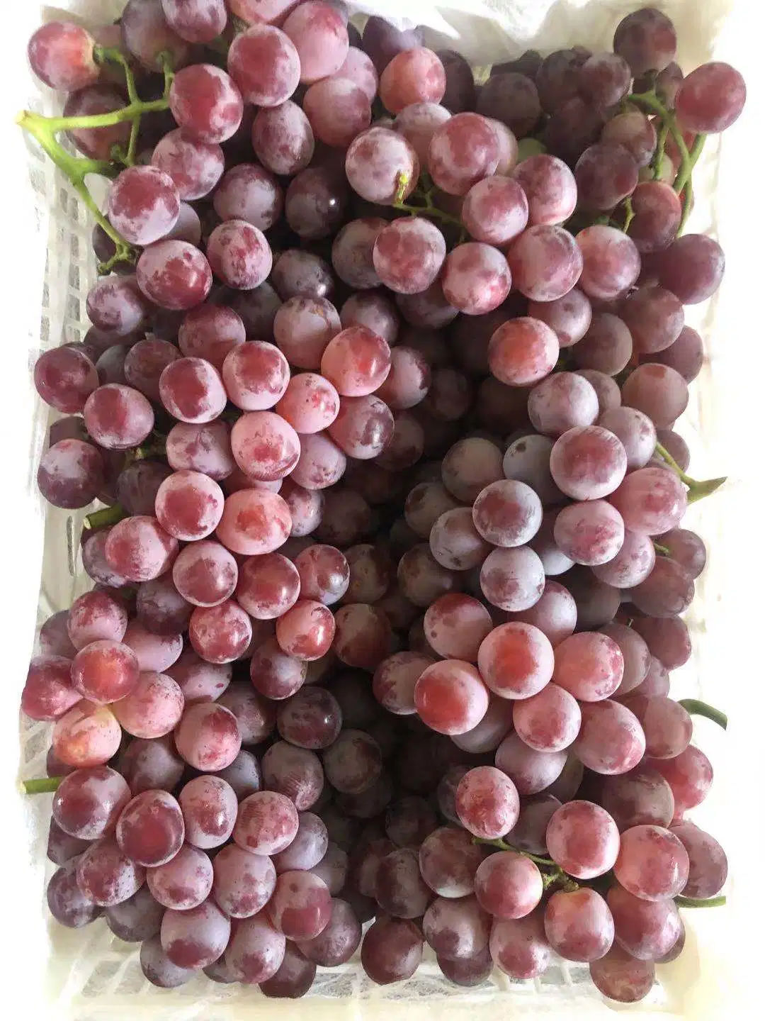 Uvas Vermelhas Globais Xinjiang