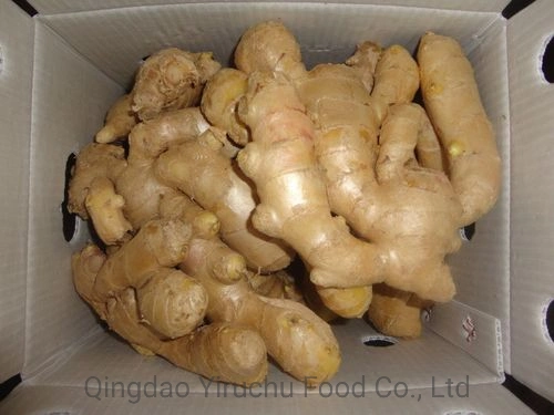 Wholesale Cheap Organic Fresh Ginger Top Quality Price