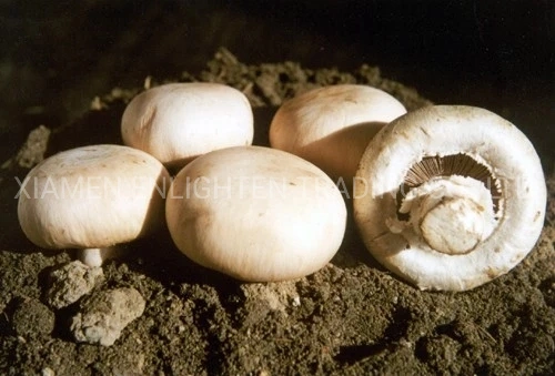 Große Dose Champignon Pilzkonserven Ganz