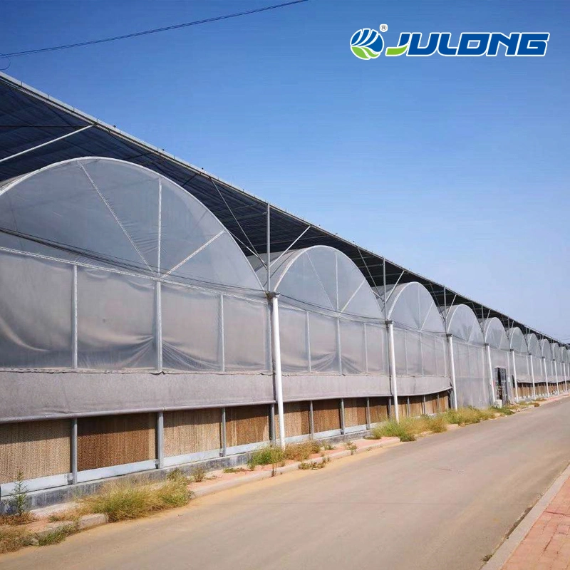 China Manufacturer Cheap Film Greenhouse with Hydroponics System for Vegetable Flower Tomato Planting