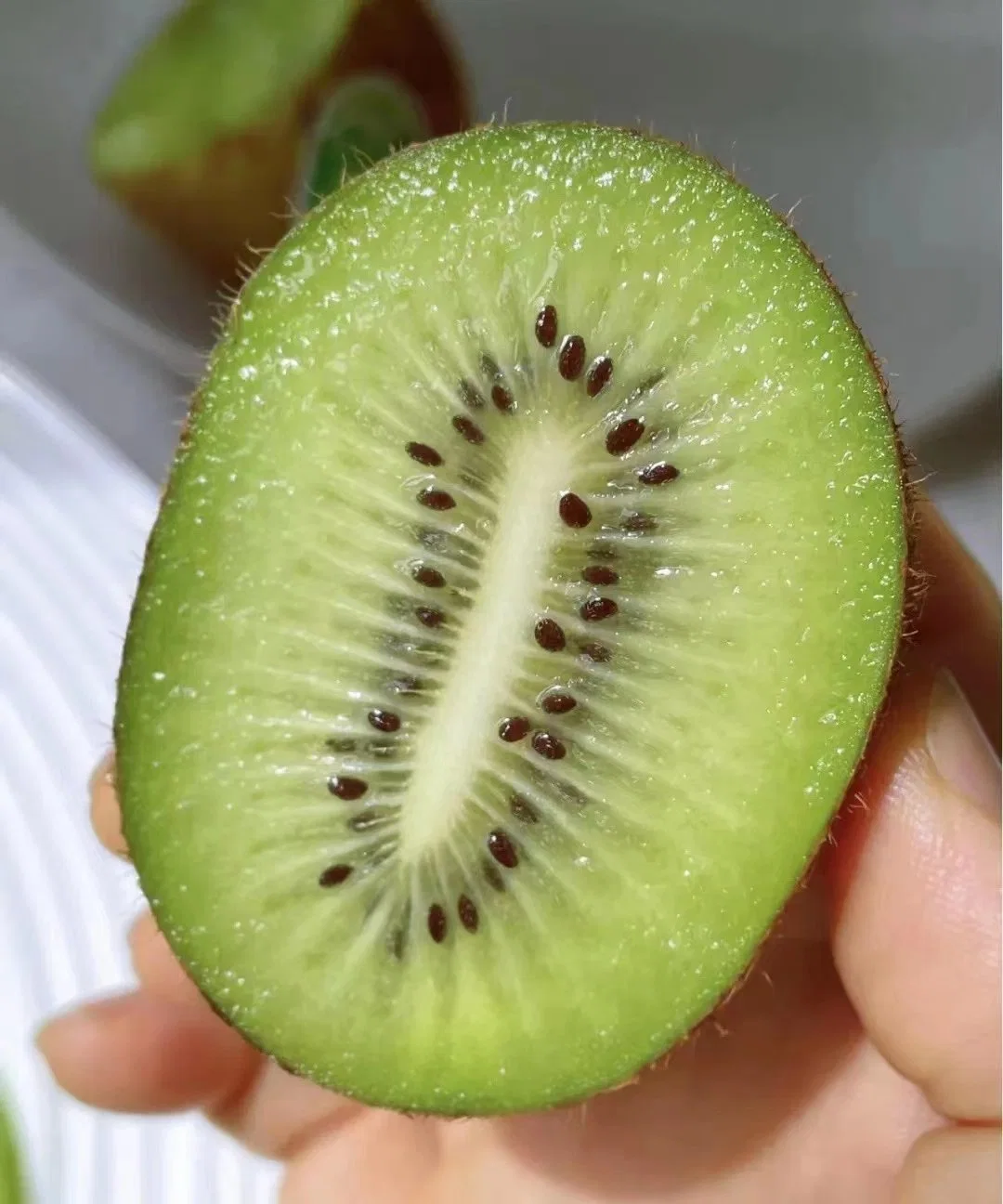 Fresh Hayward Kiwi/Qinmei Kiwi Fruit for Sale