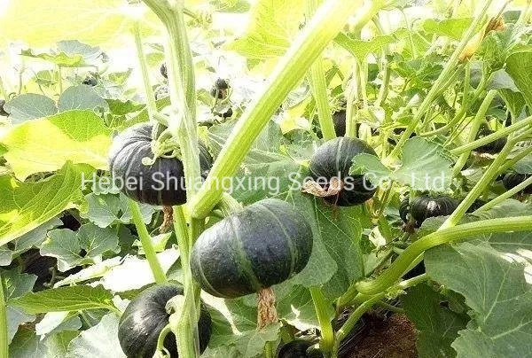 Early Maturity Green Hybrid Pumpkin Seeds Mini Pumpkin