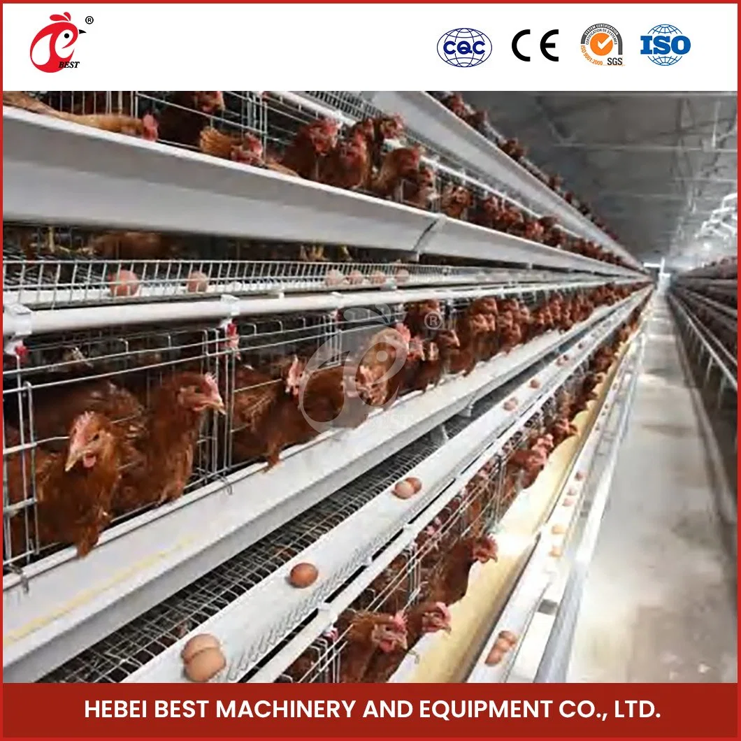 Bestchickencage Ordinary Type Layer Cage China 10X12 Chicken Layer Coop Manufacturer ODM Custom Stocked Feature Brooder Box Baby Chicken Layer Cage