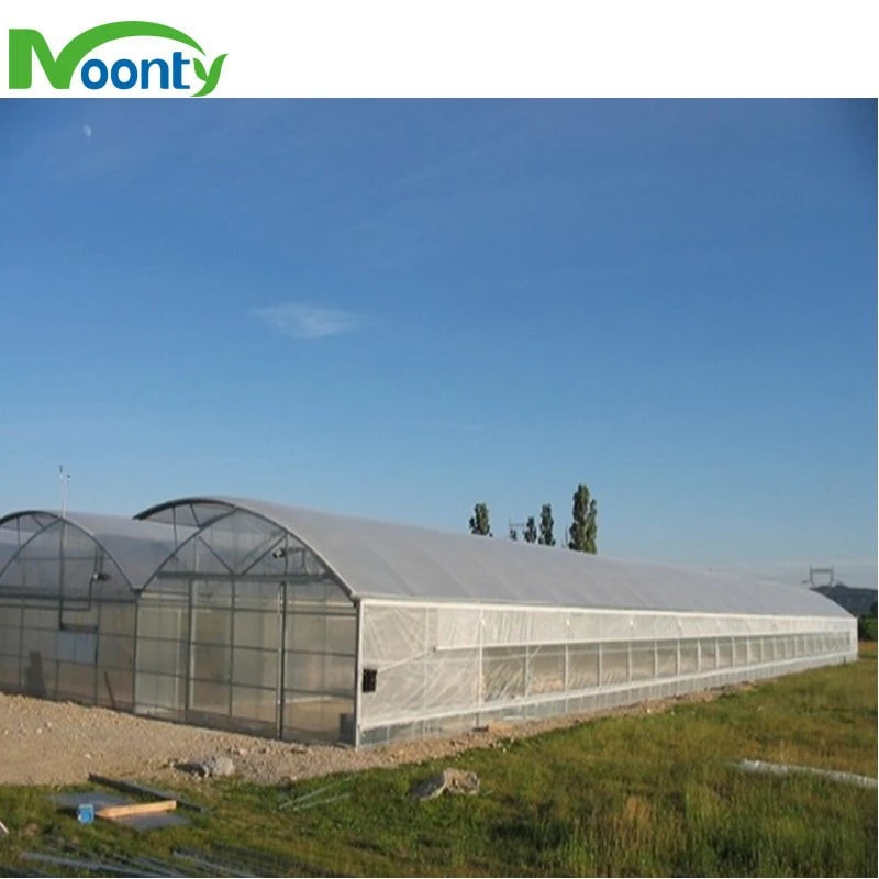 Commercial Agricultural Multispan Film Greenhouse with Roof and Side Ventilation