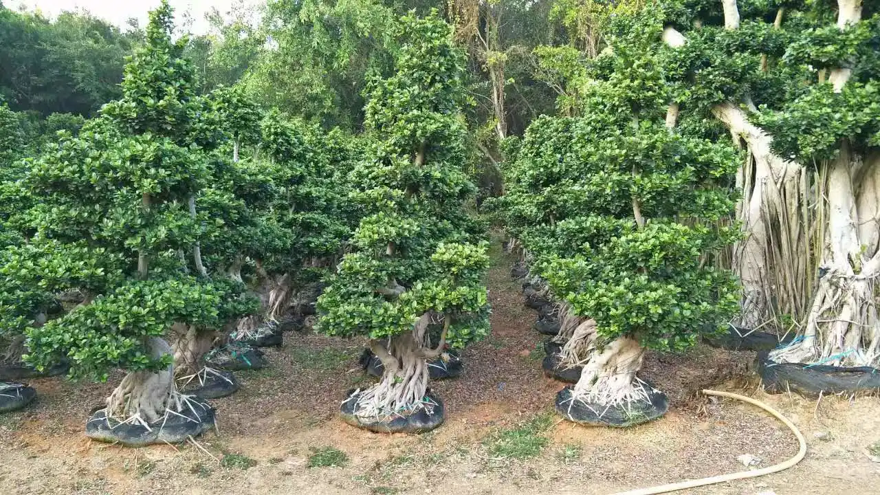 Ficus microcarpa Ginseng árbol Bonsai