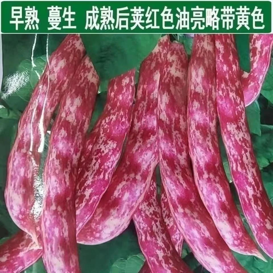 Top Quality New Crop Dark Red Kidney Bean