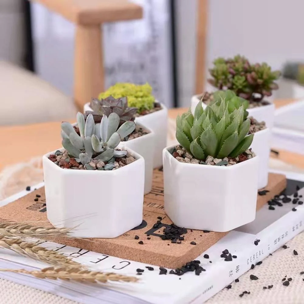 Succulent Ceramic Small Hexagon Pot with Bamboo Tray Mini Assorted Artificial Cactus Plants Wyz21945