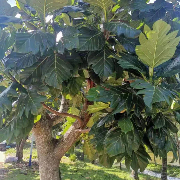 Touchgesunde Ernährung Artocarpus Incisa Samen/Artocarpus Altilis Samen/Brot Frucht Baum Samen