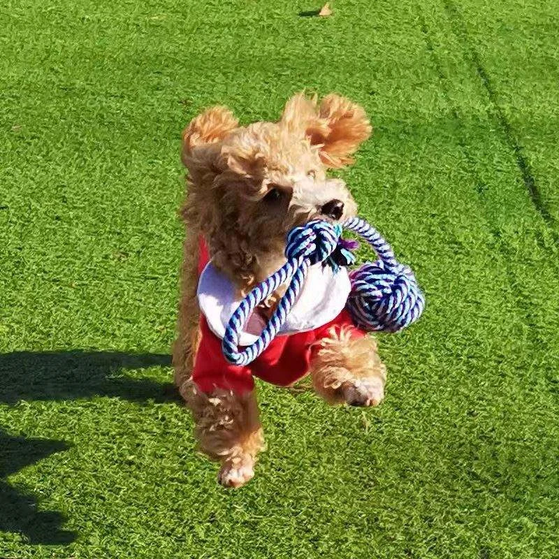 Commerce de gros nouveau style de tirer l'anneau en caoutchouc de corde de coton Grand Chien de compagnie de mâcher jouet jouet pour chien remorqueur Triangle de la vente