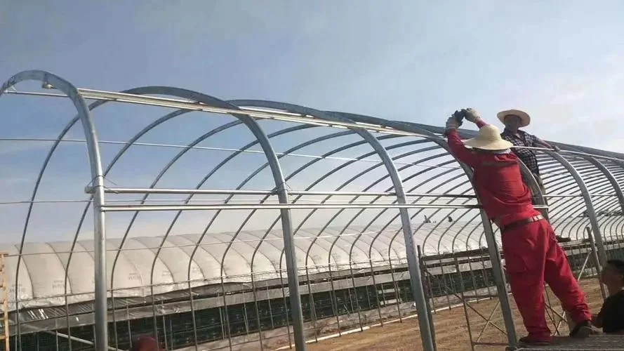 Agricultura moderna invernadero de tubo oval personalizado con sistema hidropónico riego Sistema de Verduras Frutas Flores Tomato Tomato