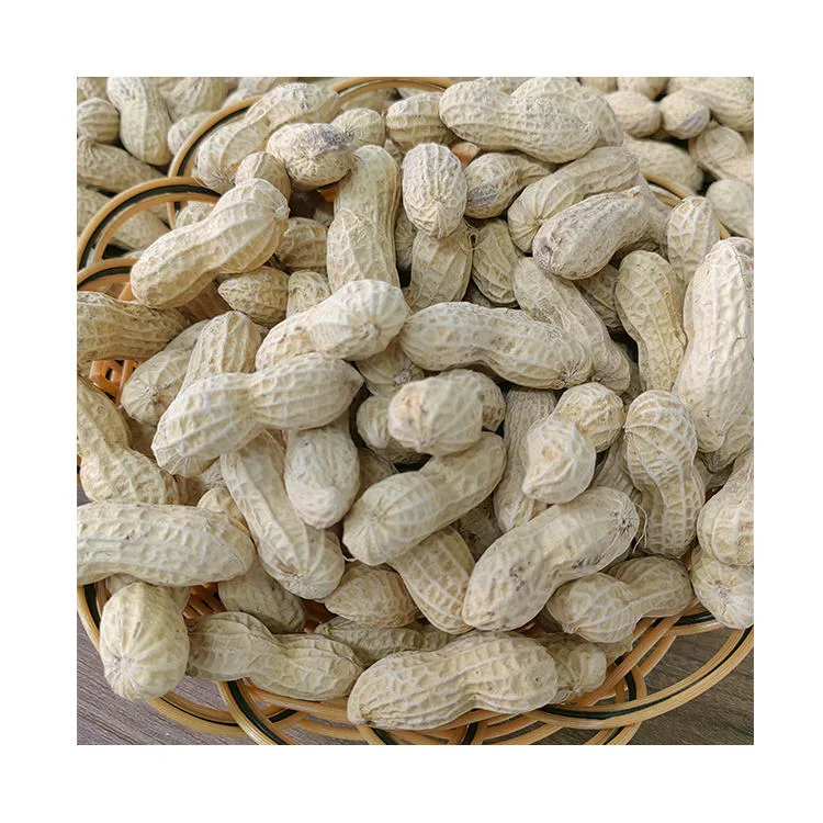 Jumbo Peanuts Groundnuts Raw Peanut Kernel