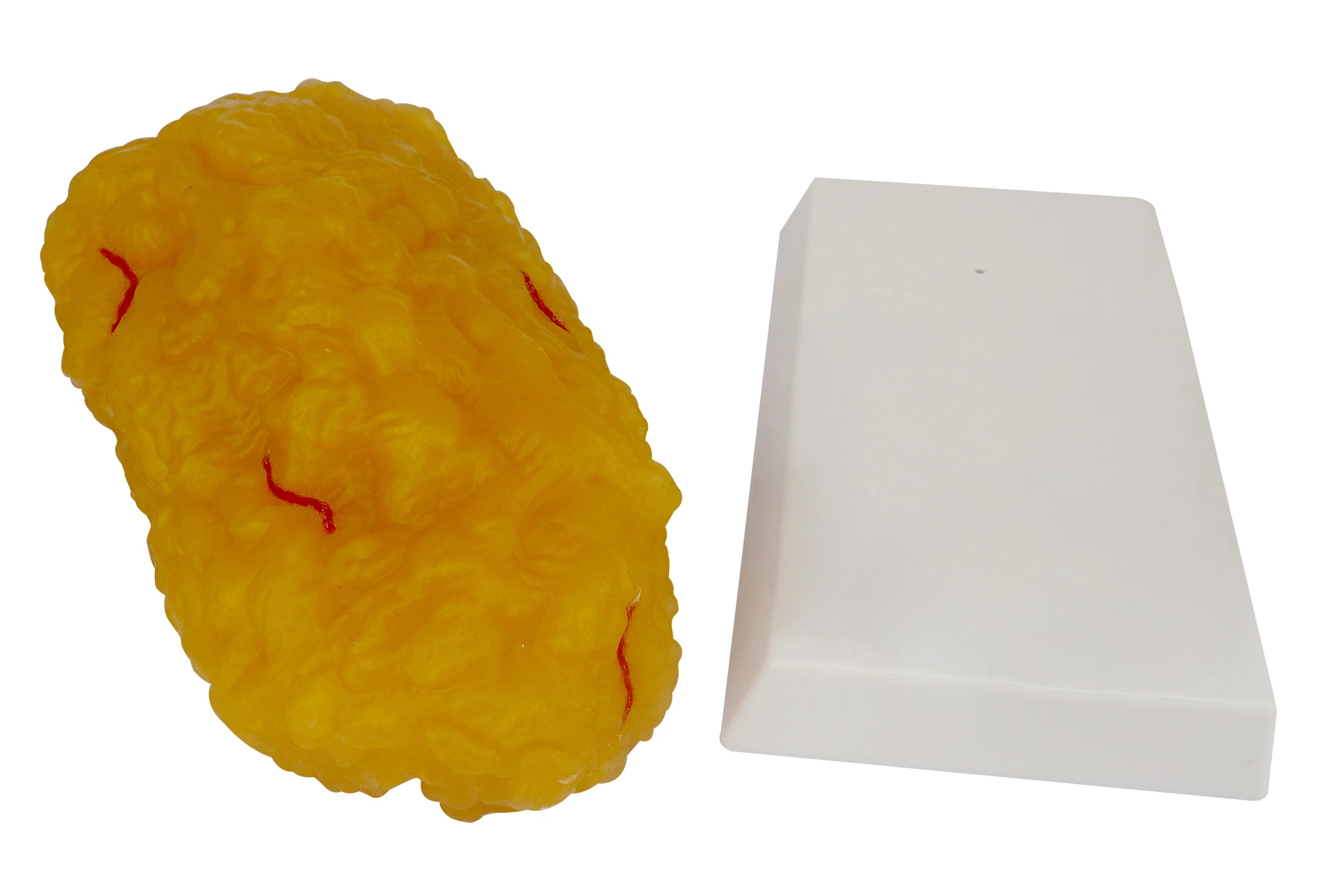 500g Soft Anatomical Fat Blocks Model For Education