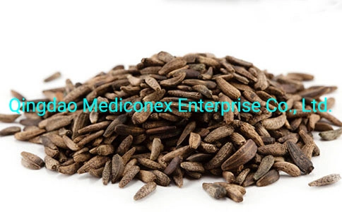 Arctium Lappa Fruit Natural Herb Prepared Traditional Chinese Herbal Medicine Exterior Releasing