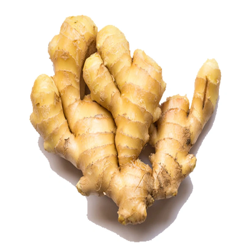 2023 Crop China Shangdong Younger Ginger Fresh Ginger Wholesale/Supplier