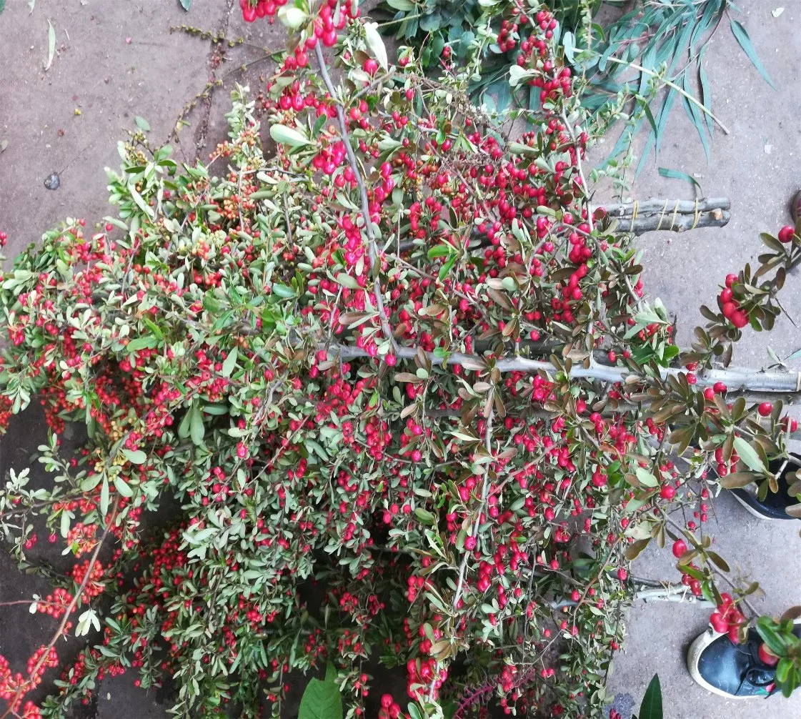 Magnifique jardin décoration feuilles des plantes fraîches coupées Prickle fruits rouge