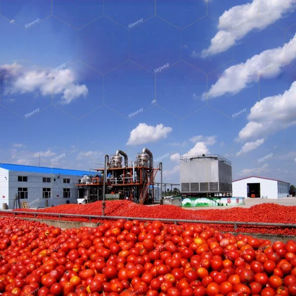 Tomate em Pasta em Tambor Brix 28-30%CB de Alta Qualidade