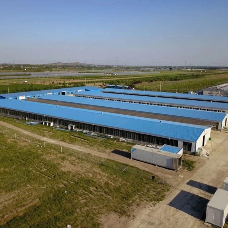 China Low Cost Steel Frame Chicken Layer Duck Breeding Farming House