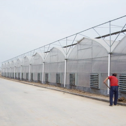 Huijing Hot Sale Multi-Span Plastic Greenhouse for Hydroponic Strawberries