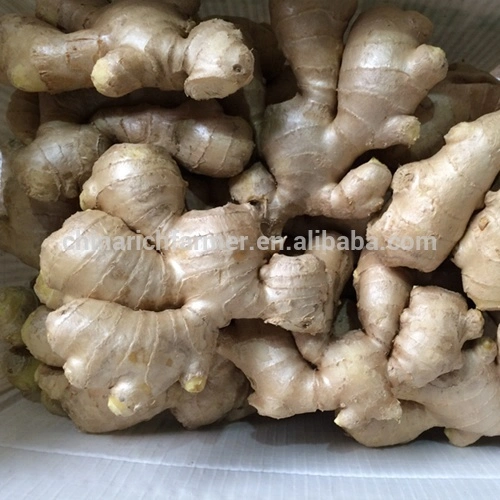 Suppliers Supply Hot Selling Fresh Ginger