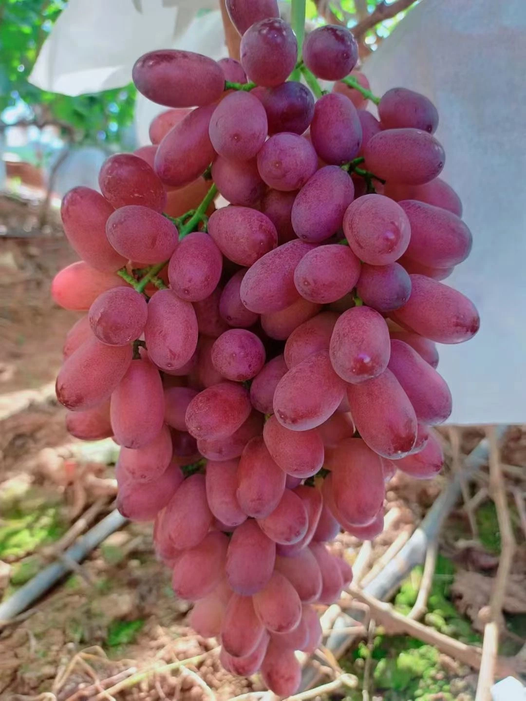 Uva Fresh Grape Fresh New Season Fresh Grape Precio