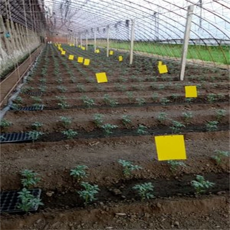 Trampa de pegamento para insectos de barra de mosca de fruta