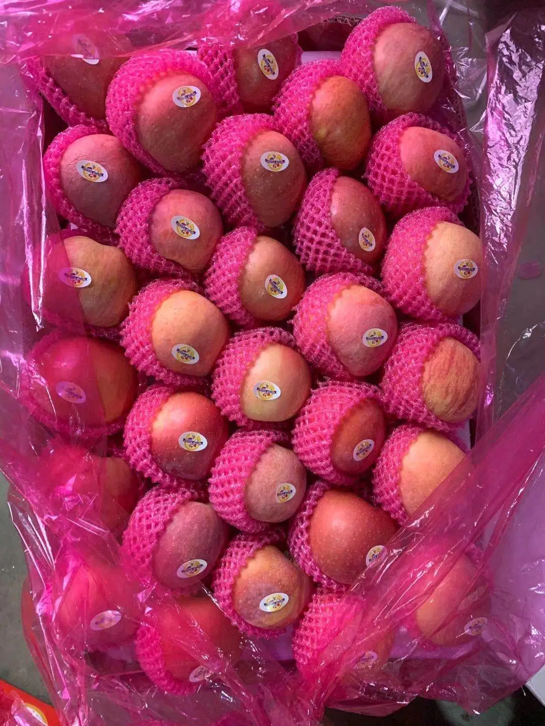 Fresh Fruits Apple Plastic Bagged FUJI Red Pink Color