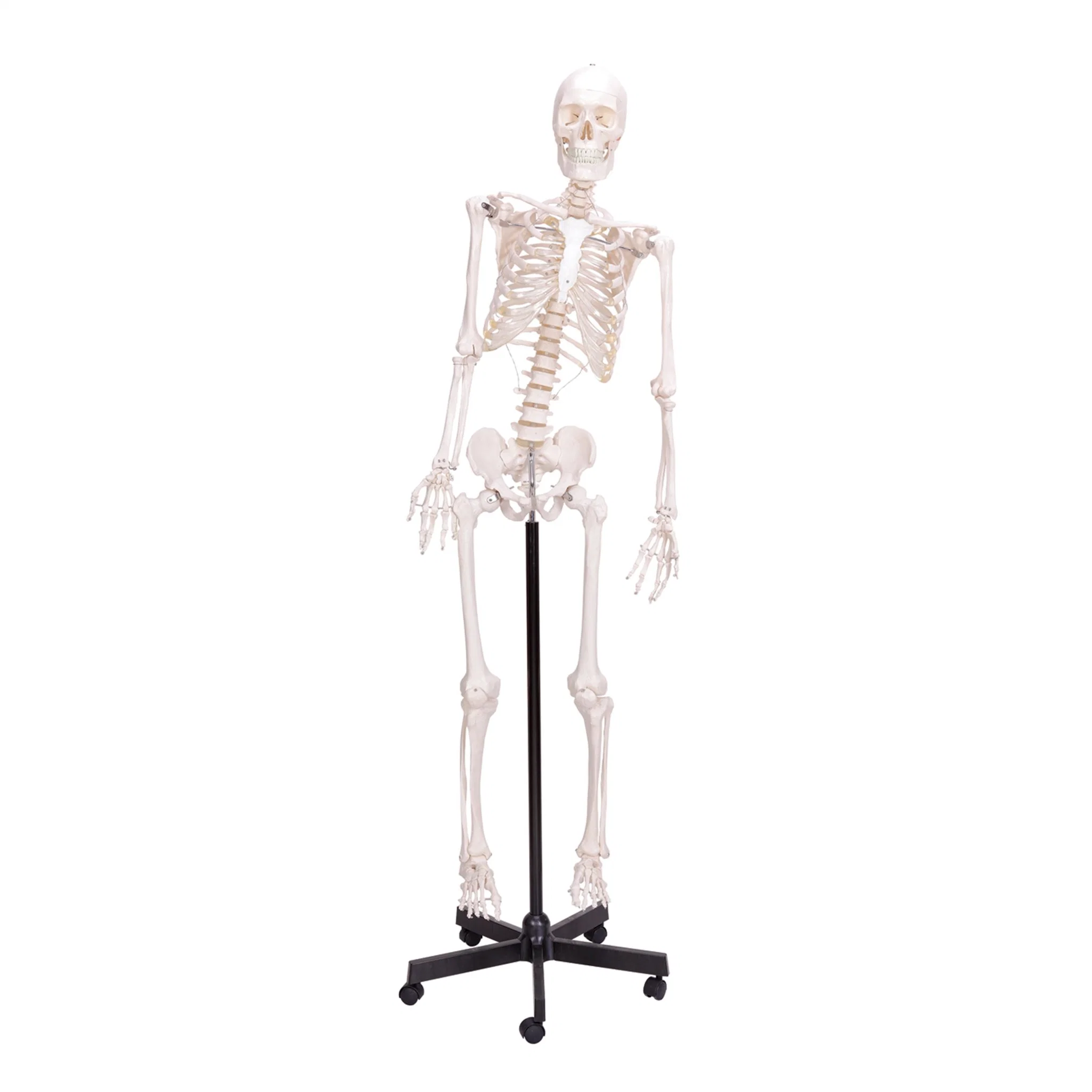 Medical Teaching Models Anatomical Human Teaching Flexible Skeleton with Natural Size of PVC