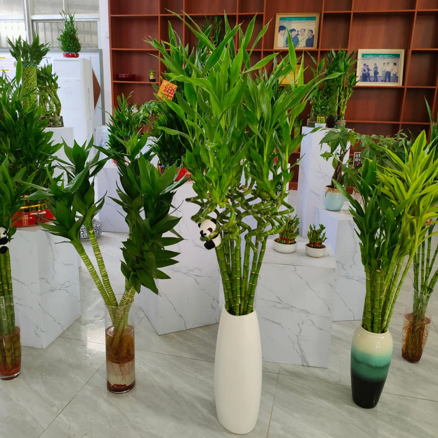 Спиральная Lucky Bamboo Dracaena жить дома растения часы с зеленой оформление оптовая торговля