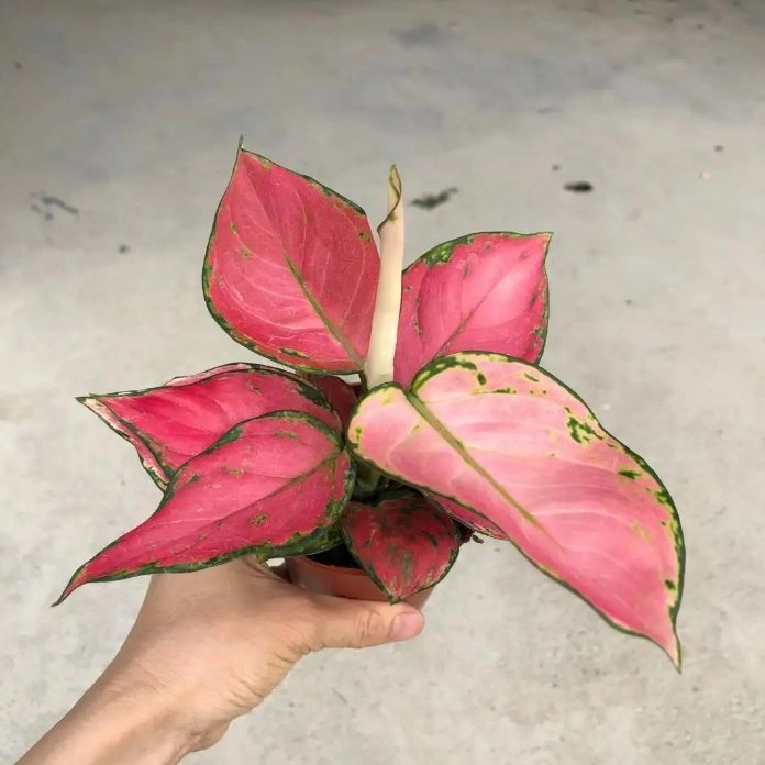 Aglaonema Lady Valentine Decorative Bonsai Plants